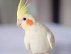 cacatail bird