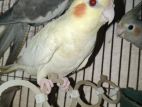 Cockatiel Bird