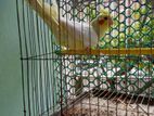 Kokatel Male