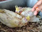 Cockatiel Pakhi