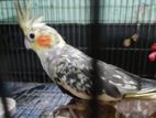 Cockatel Pakhi