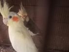 Cockatail bird