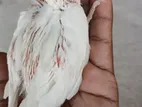 Cockatiel Tame Size Baby
