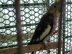 Kokotel..bazigor.. Diamond Dove