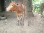 COW FOR SELL