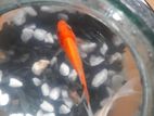 Gold fish