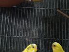 Bird for sell