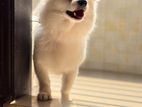 Korgi white dog