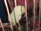 kotha bola ringneck parrot