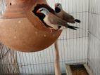 Finch for sale