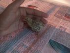 কোয়েল পাখি