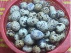 কোয়েল পাখির বীজ ডিম