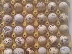 কোয়েল পাখির ডিম 1 dozen 40 BDT
