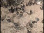 কোয়েল