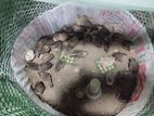 কোয়েল পাখি, মুরগির বাচ্চা।