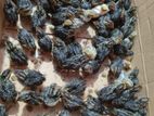 কোয়েল পাখি, মুরগির বাচ্চা পাইকারি ও খুচরা