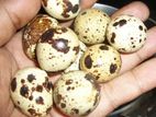 কোয়েল পাখির বীজ ডিম