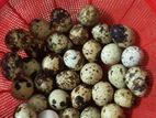 কোয়েল পাখির বিজ ডিম