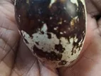 কোয়েল পাখির বিজ ডিম