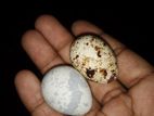 কোয়েল পাখির ডিম