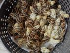 কোয়েল পাখির জিরো বাচ্চা সেল হবে
