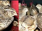 কোয়েল (quail) পাখি বিক্রি চলছে!