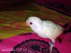 ক্রিমিনো রেড আই