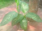 কর্জ গাছ