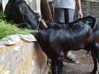 ক্রস ছাগী