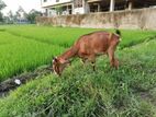 ক্রস জাতের একটা সেমি ছাগল বিক্রি করা হবে।