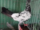 Ktm tedy and Saki adult brid