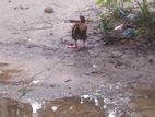 কুছে মুরগি