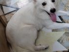 German Spitz Dog