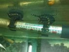 Kuli loach Fish