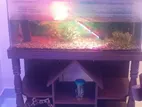 ক্যাবিনেটসহ সুন্দর কাস্টমাইজড অ্যাকোয়ারিয়াম সেট
