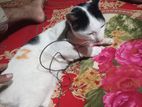 ক্যালিকো বিড়াল বয়স: ১বছর ৭মাস