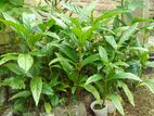 ক্যান্সার প্রতিরোধী ননী ফল গাছ