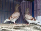 কয়েক জোড়া কবুতর বিক্রি হবে