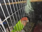 Love bird sell