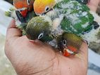 লাভ বার্ড / Love Bird