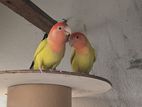 লাভ বার্ড Love Bird