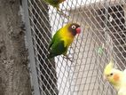 লাভ বার্ড/love bird ( Yellow-collared lovebird )