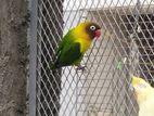 লাভ বার্ড Love bird ( Yellow-collared mask lovebird)