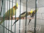 লাভ বার্ড ও ককাটেল ব্রিডিং পেয়ার Lovebird And Cockatiel Breeding Pair