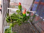 লাভ বার্ড পাখি বিক্রয়