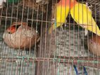 লাভ বার্ড রানিং পেয়ার ডিম বাচ্চা করা..