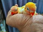 লাভ বার্ড (টেম সাইজ) Love Bird