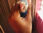 Love Bird for sell