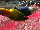 Love bird