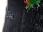লাভবাড